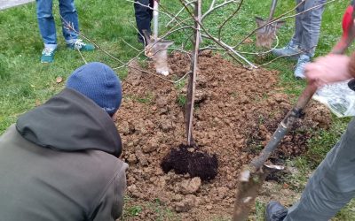 Des mirabelliers de Nancy aux potagers sans permis